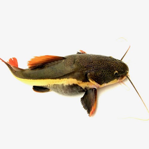 Phractocephalus hemioliopterus S